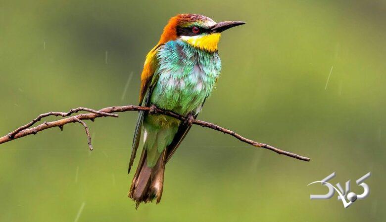 هجوم ابرهای بارشزا به ایران/ اعلام زمان دقیق آغاز بارشهای سنگین و فراوان در کشور