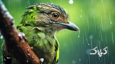 خبری خوش/ سامانه جدید بارشی از این تاریخ فعال میشود