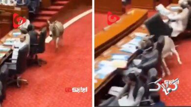 ورود غیر منتظره یک الاغ به پارلمان پاکستان!+ فیلم