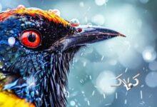 این ۲۴ استان کشور منتظر باران شدید باشند