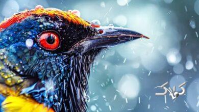 این ۲۴ استان کشور منتظر باران شدید باشند