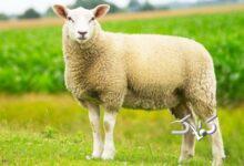 افزایش قیمت گوسفند و گوساله، عجیب شد/قیمت جدید دام‌زنده  + جدول