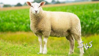 افزایش قیمت گوسفند و گوساله، عجیب شد/قیمت جدید دامزنده + جدول