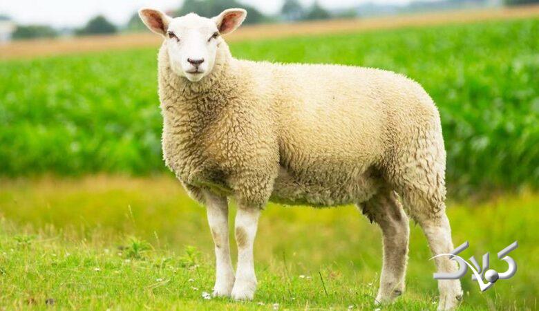 افزایش قیمت گوسفند و گوساله، عجیب شد/قیمت جدید دامزنده + جدول