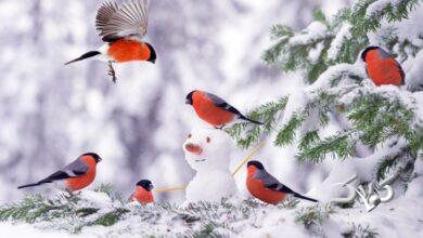 اطلاعیه فوری هواشناسی صادر شد/ برف و باران این مناطق را در بر میگیرد