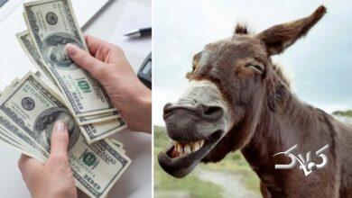 پهن الاغ گرانتر از دلار شد! + قیمت جدید
