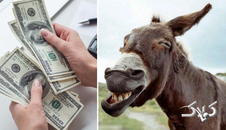 پهن الاغ گرانتر از دلار شد! + قیمت جدید