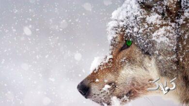 سامانه بارشی قطبی در آستانه ورود به ایران/ منتظر بارشهای سنگین برف باشید