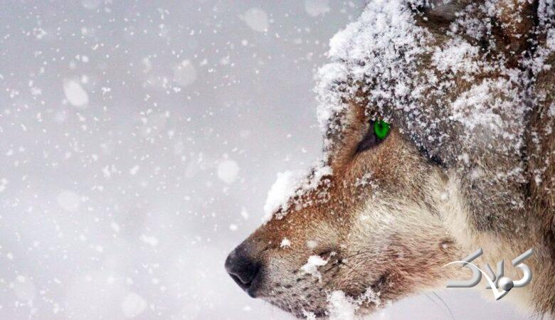 سامانه بارشی قطبی در آستانه ورود به ایران/ منتظر بارشهای سنگین برف باشید