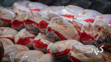 آغاز توزیع مرغ منجمد در تهران + قیمت