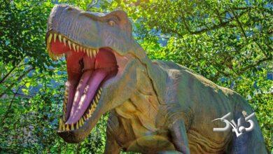 تخم دایناسور ۷۰ میلیون ساله پر از بلور بود! + عکس