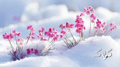 هشدار بارش سیلآسا و کولاک در این استان؛ فردا سردترین روز سال است