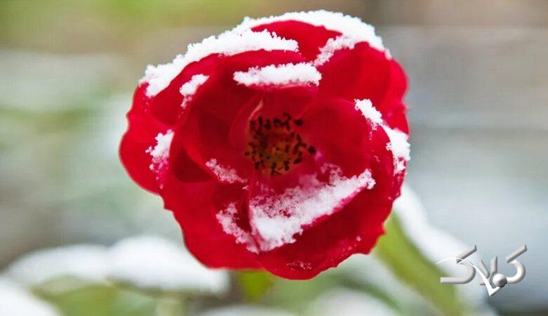 سامانه جدید وارد کشور شد / جمعه برفی در این استانها