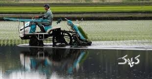 ویدیو| ژاپنی‌ها در برنج‌کاری غوغا می‌کنند