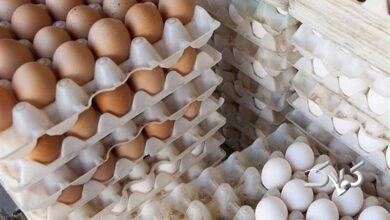 قیمت تخم مرغ هم رکوردشکنی کرد!