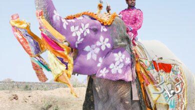 ویدیو| هندی‌ها برای برکت بیشتر فیل‌ها را نونوار می‌کنند