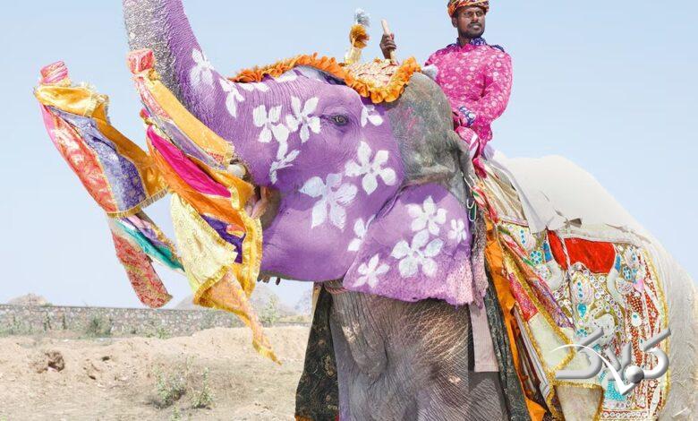 ویدیو| هندیها برای برکت بیشتر فیلها را نونوار میکنند