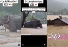 فیل خوش‌شانس از سیل نجات یافت/ قربانیان طوفان و سیل به ۴۷۴ رسیدند +ویدیو