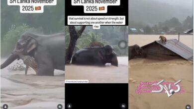 فیل خوش‌شانس از سیل نجات یافت/ قربانیان طوفان و سیل به ۴۷۴ رسیدند +ویدیو