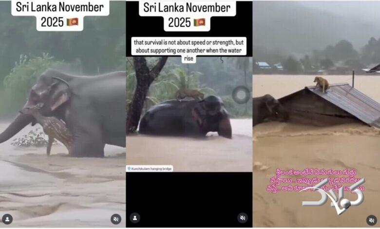 فیل خوششانس از سیل نجات یافت/ قربانیان طوفان و سیل به ۴۷۴ رسیدند +ویدیو