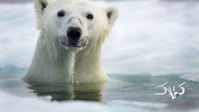 ژست‌های خرس قطبی فیلمبرداران را شوکه کرد +ویدیو
