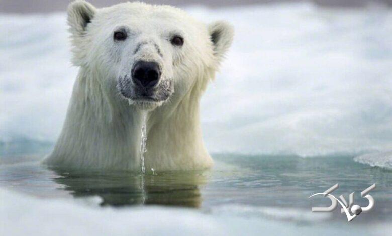 ژستهای خرس قطبی فیلمبرداران را شوکه کرد +ویدیو