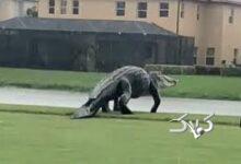 تمساح برای گردش خیابان‌های فلوریدا را قفل کرد +ویدیو