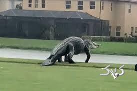 تمساح برای گردش خیابان‌های فلوریدا را قفل کرد +ویدیو