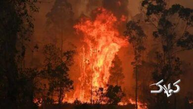 آتش به جان جنگل‌های استرالیا افتاد