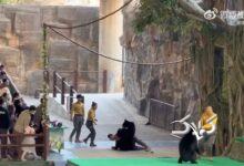 ۴۶ ثانیه فیلم نفس‌گیر از حمله خرس به کارگر باغ‌وحش!