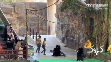 ۴۶ ثانیه فیلم نفس‌گیر از حمله خرس به کارگر باغ‌وحش!