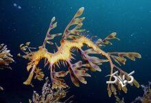 ویدیو| این اژدها لباسی از برگ و علف به تن می‌کند