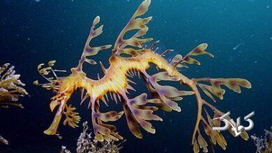 ویدیو| این اژدها لباسی از برگ و علف به تن میکند