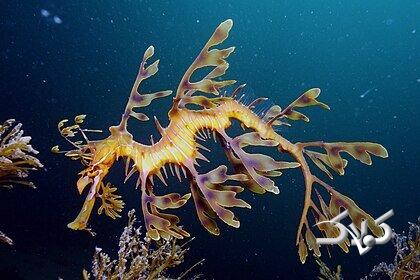 ویدیو| این اژدها لباسی از برگ و علف به تن میکند