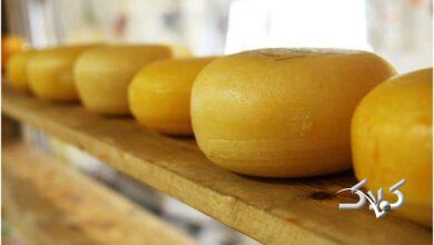 برای تقویت حافظه تا میتوانید این پنیر را بخورید