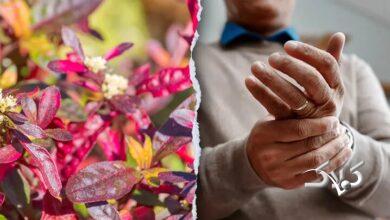 این گیاه برزیلی در درمان روماتیسم معجزه میکند