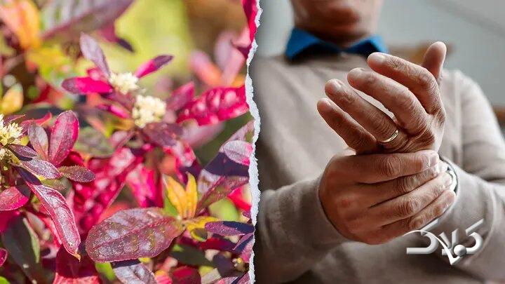 این گیاه برزیلی در درمان روماتیسم معجزه میکند
