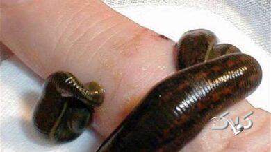 زالودرماني