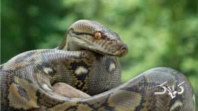 Python snake - مار پیتون