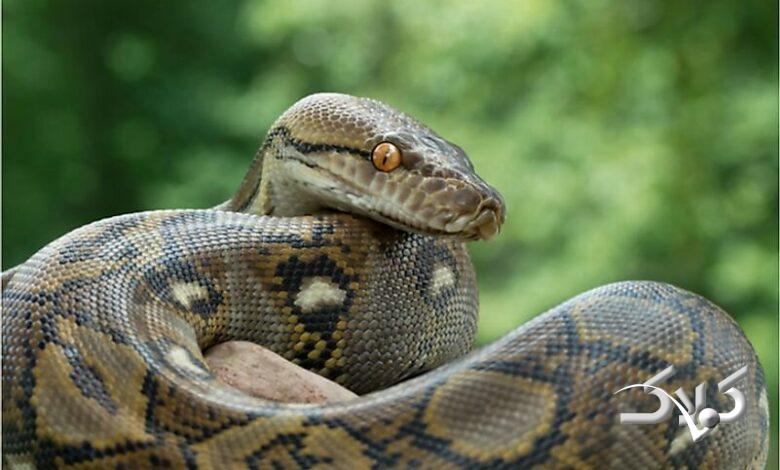 Python snake - مار پیتون