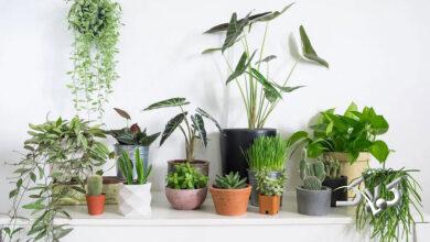 houseplants - گیاهان آپارتمانی - گل و گیاه