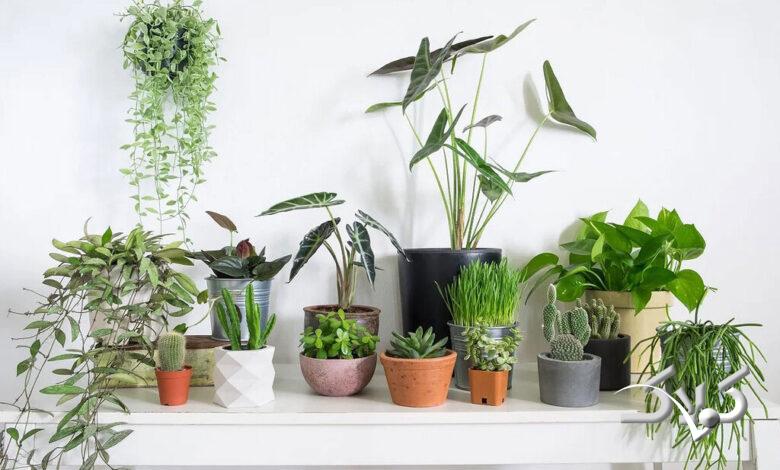 houseplants - گیاهان آپارتمانی - گل و گیاه