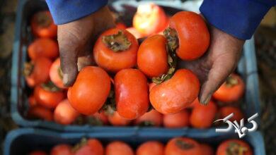 برداشت خرمالو