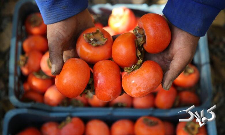 برداشت خرمالو