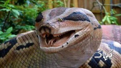 آناکوندا غولپیکر