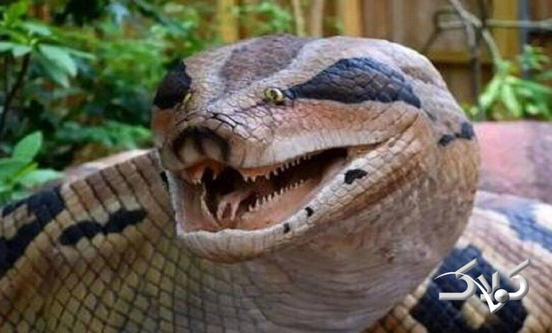 آناکوندا غول‌پیکر