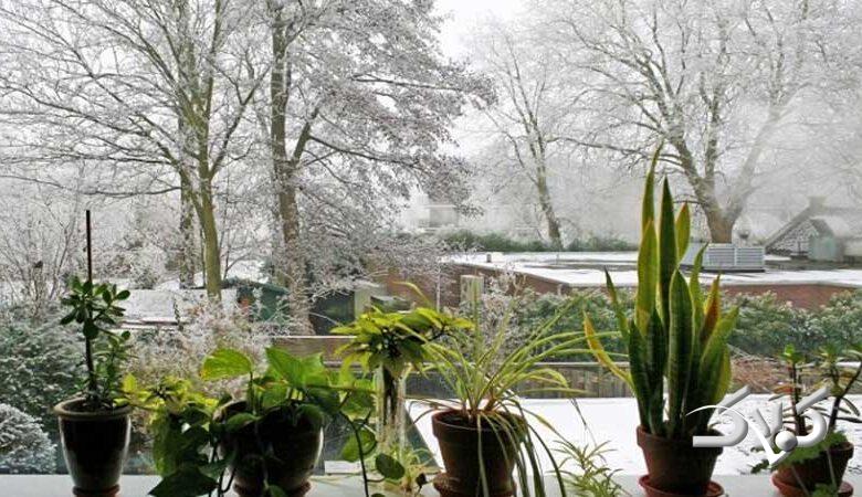 گیاهان در سرما