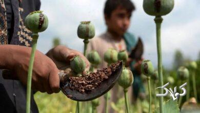 مزرعه خشخاش - کشت مواد مخدر