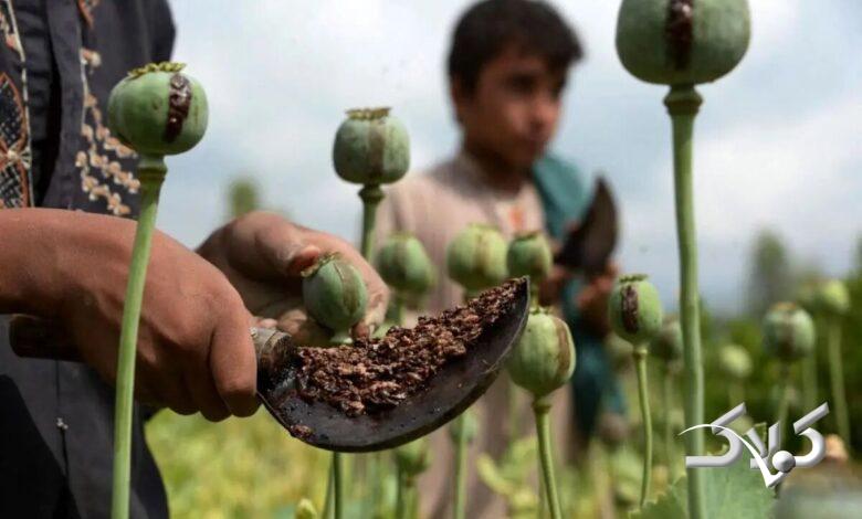 مزرعه خشخاش - کشت مواد مخدر