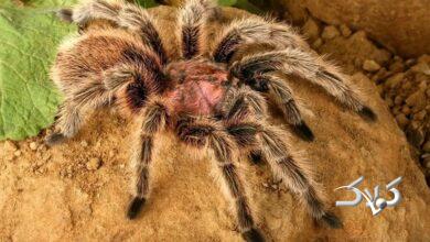 رتیل پشم صورتی